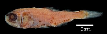 Media type: image; Ichthyology 88825